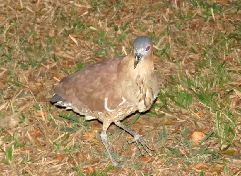 夜行性鳥類 夜行性鳥類