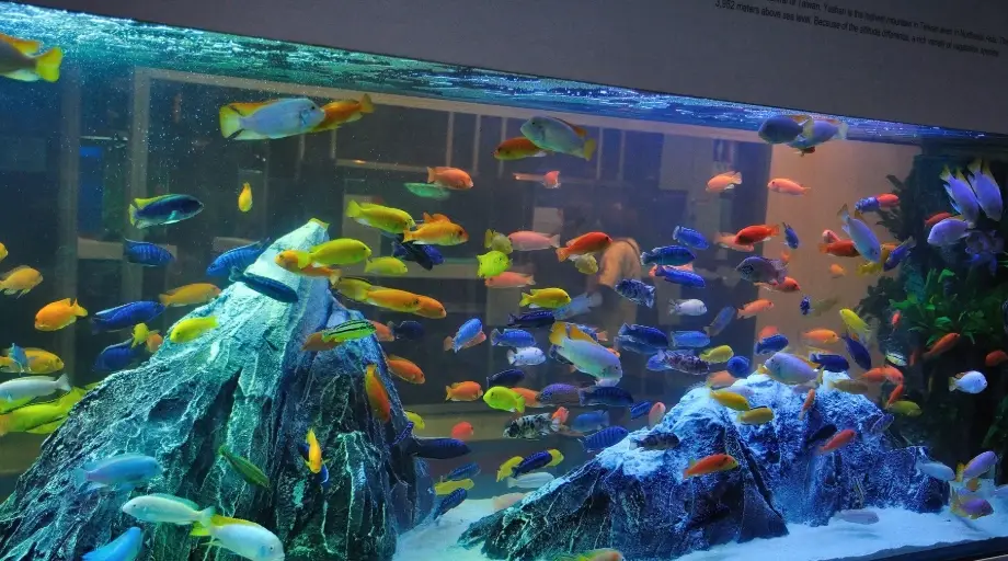 不用打氣的觀賞魚：5種免打氣魚種飼養推薦