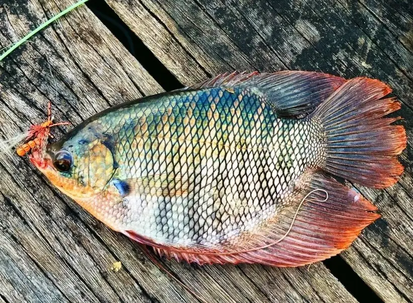 風水魚推薦 風水魚推薦