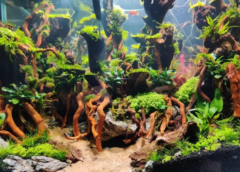 新手養魚推薦