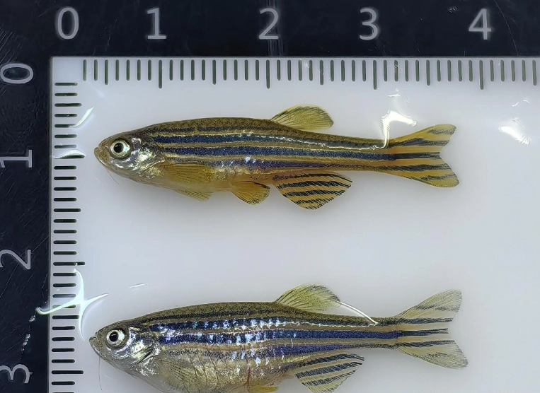 斑馬魚混養注意事項