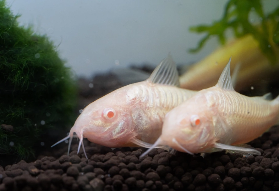 琵琶鼠飼養 琵琶鼠飼養