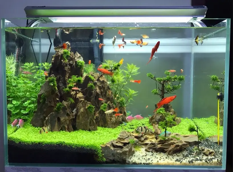 魚缸養水 魚缸養水
