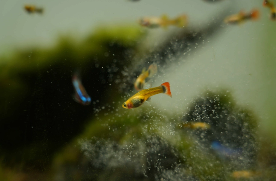 孔雀魚缺氧