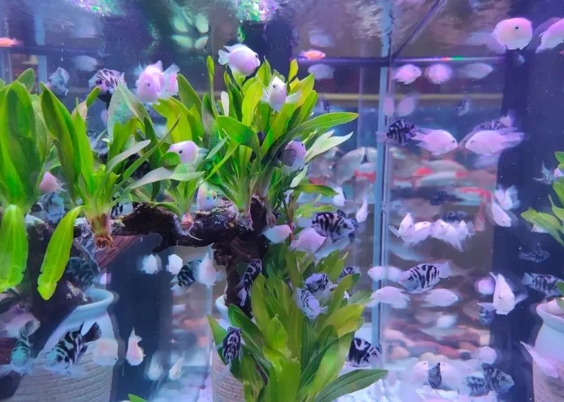 新手養魚推薦