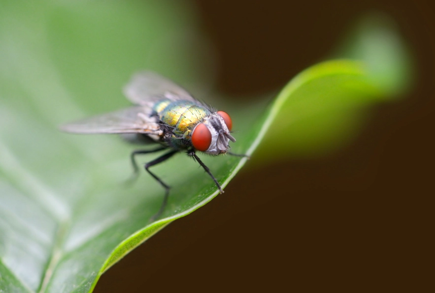 天然驅蠅