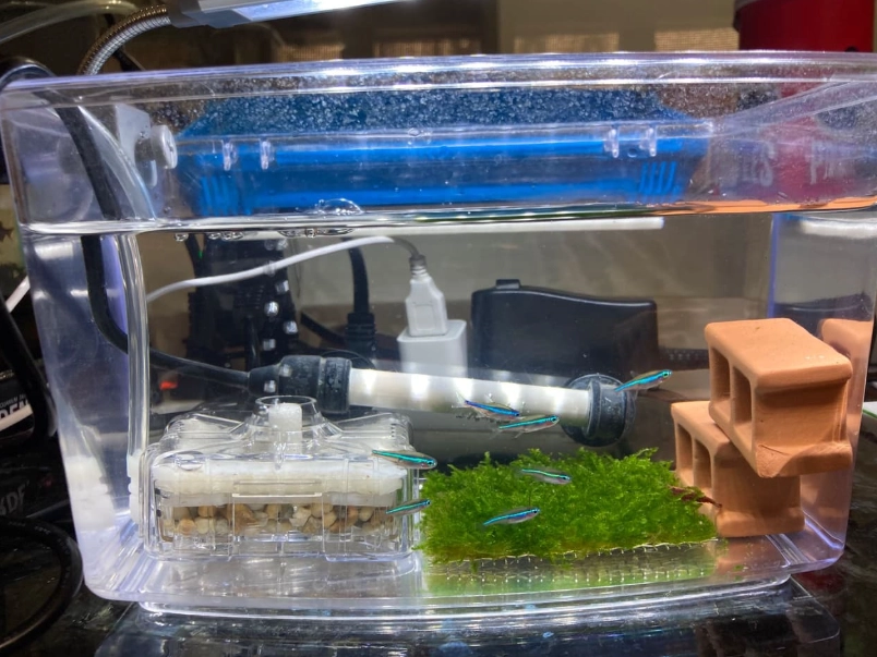 水黴病治療