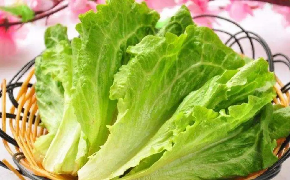 生菜食譜