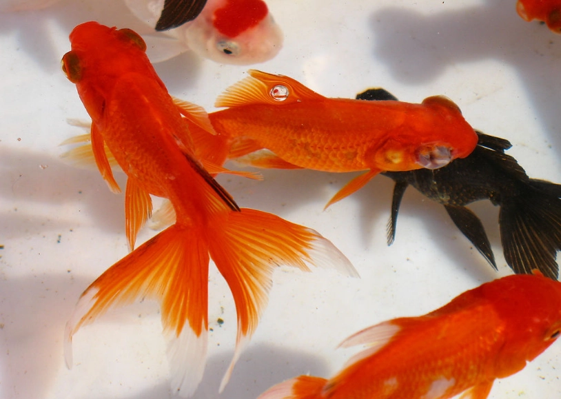 耐低氧觀賞魚 耐低氧觀賞魚