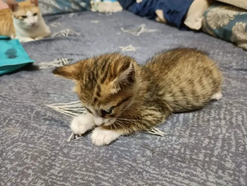 虎斑幼貓飼養