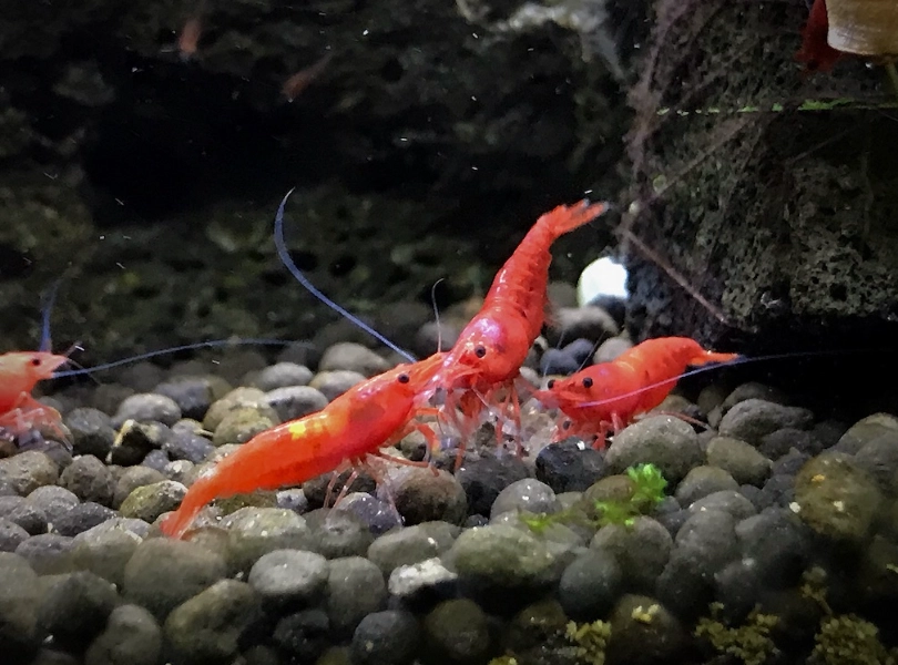 極火蝦飼料 極火蝦飼料