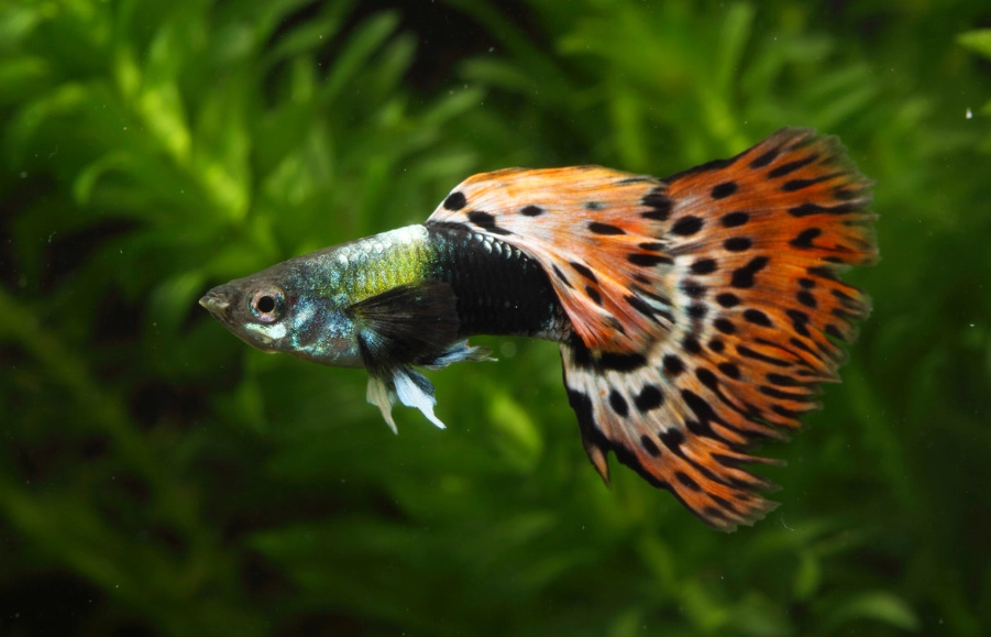 孔雀魚飼養