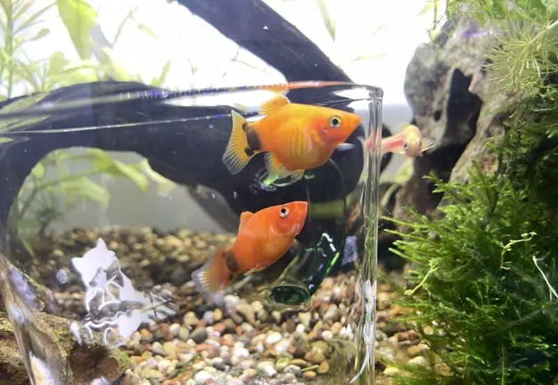 米奇魚生產