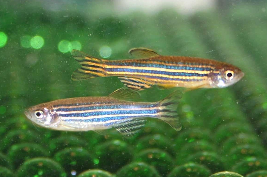 斑馬魚混養注意事項