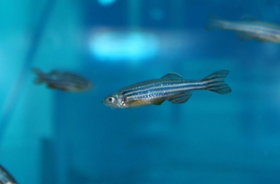斑馬魚混養魚種