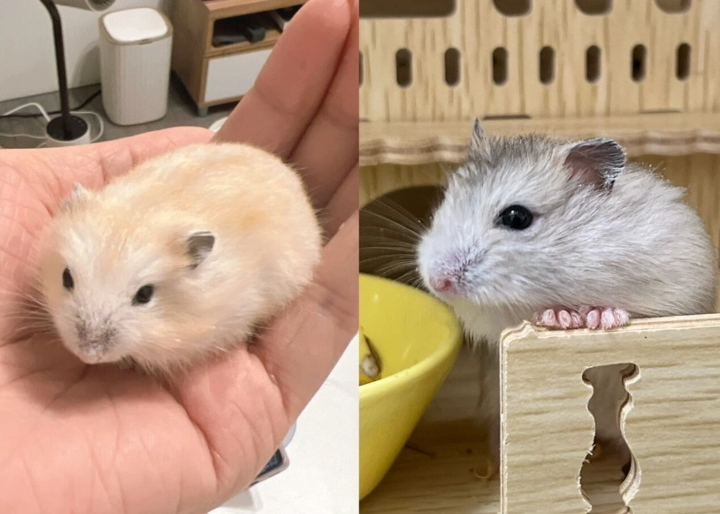 倉鼠布丁鼠