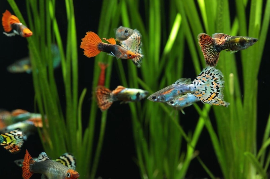 孔雀魚餵食頻率