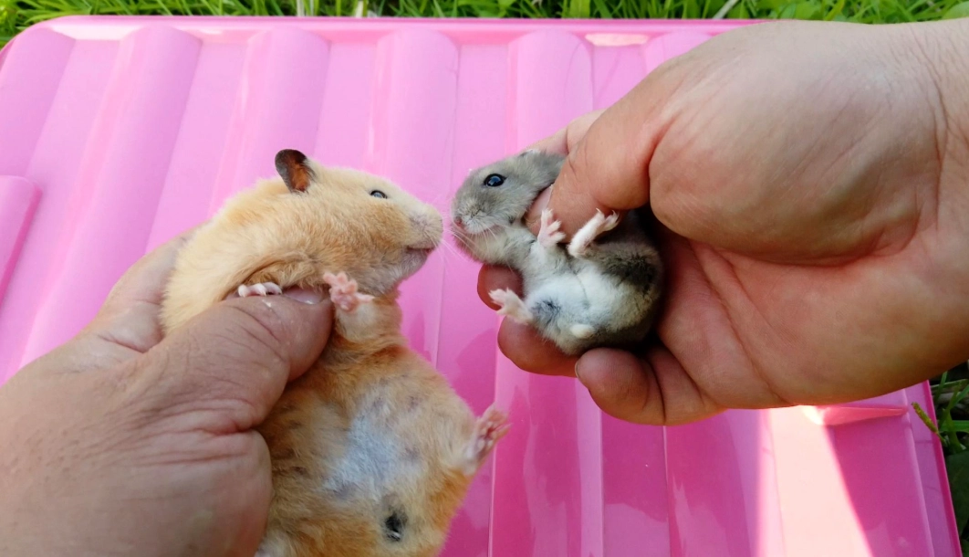 一線鼠飼養 一線鼠飼養