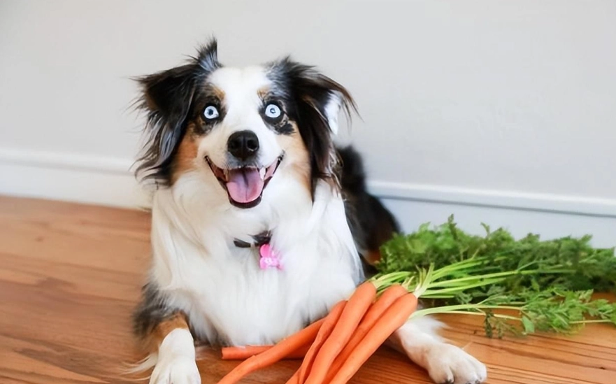 狗狗誤食洋蔥 狗狗誤食洋蔥