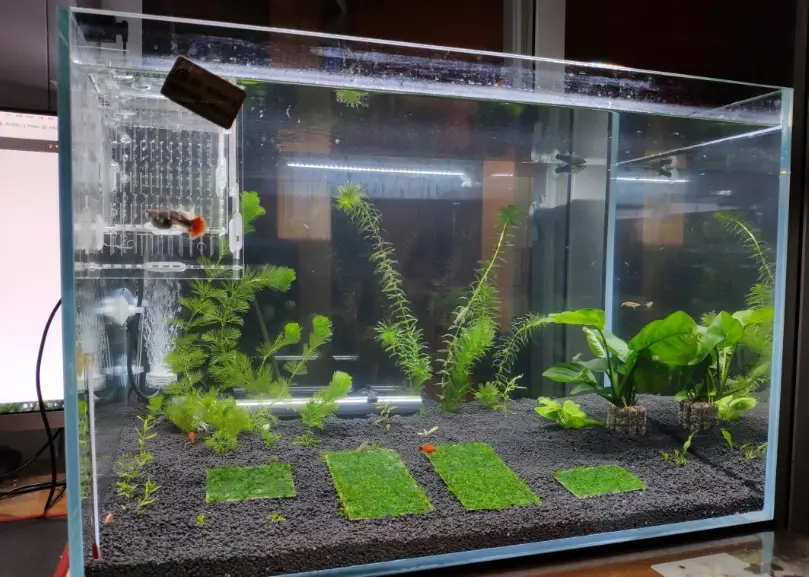 大肚魚飼養