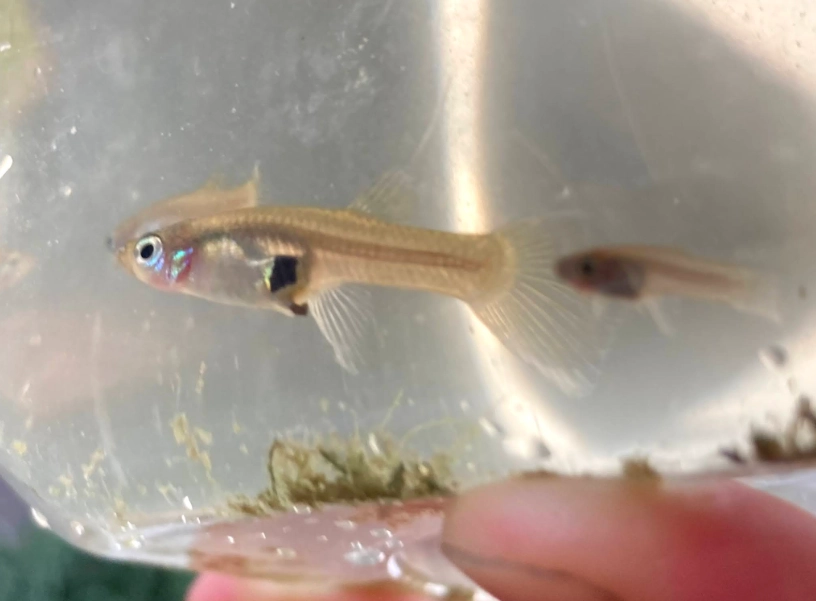 大肚魚怎麼養