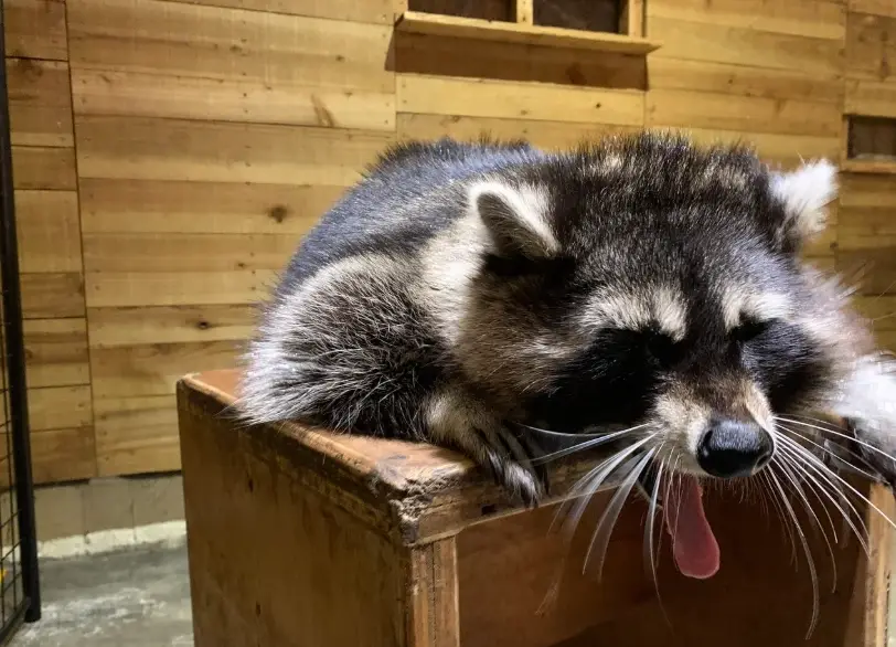 浣熊飼養 浣熊飼養