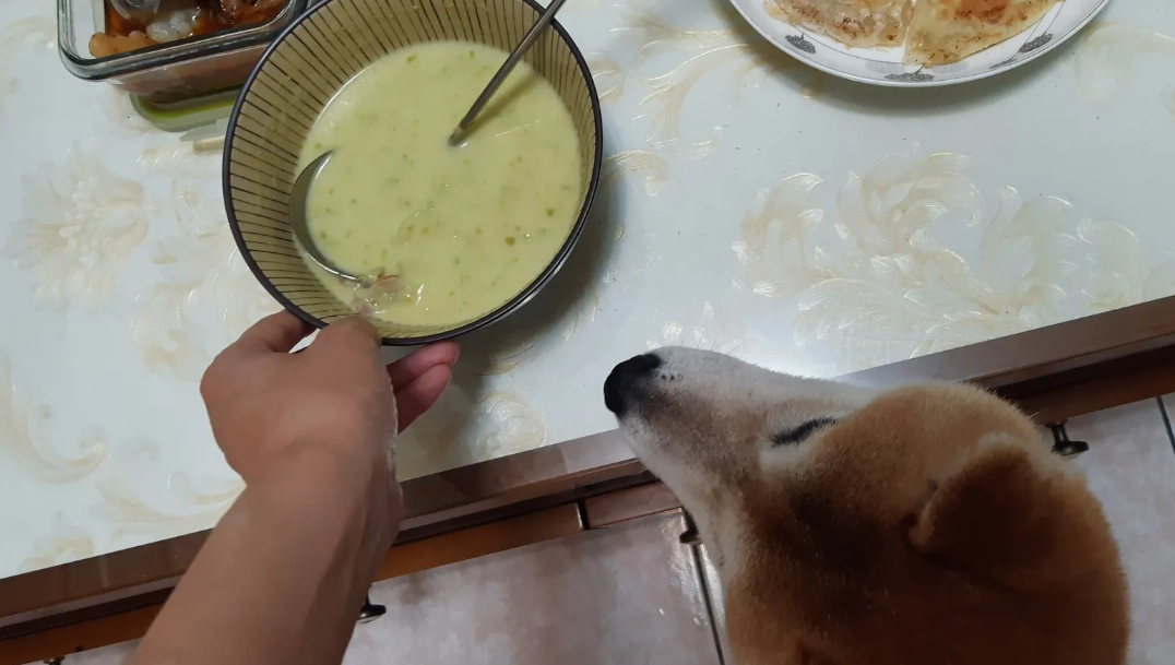 狗可以喝豆漿嗎
