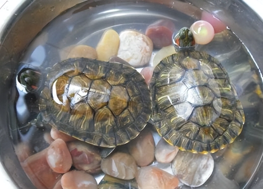 烏龜飼養 烏龜飼養