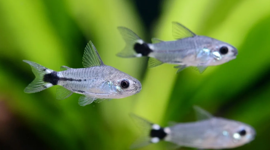 米老鼠魚飼養 米老鼠魚飼養