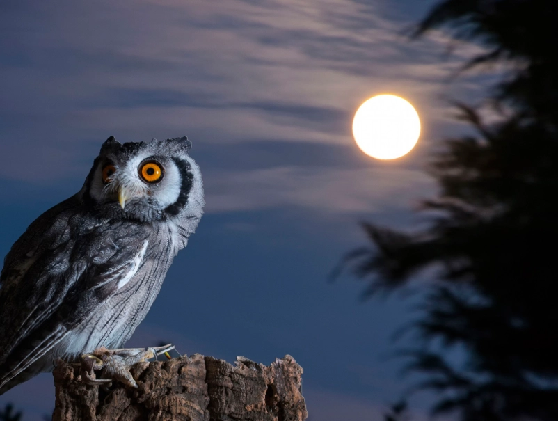 夜鷹叫聲