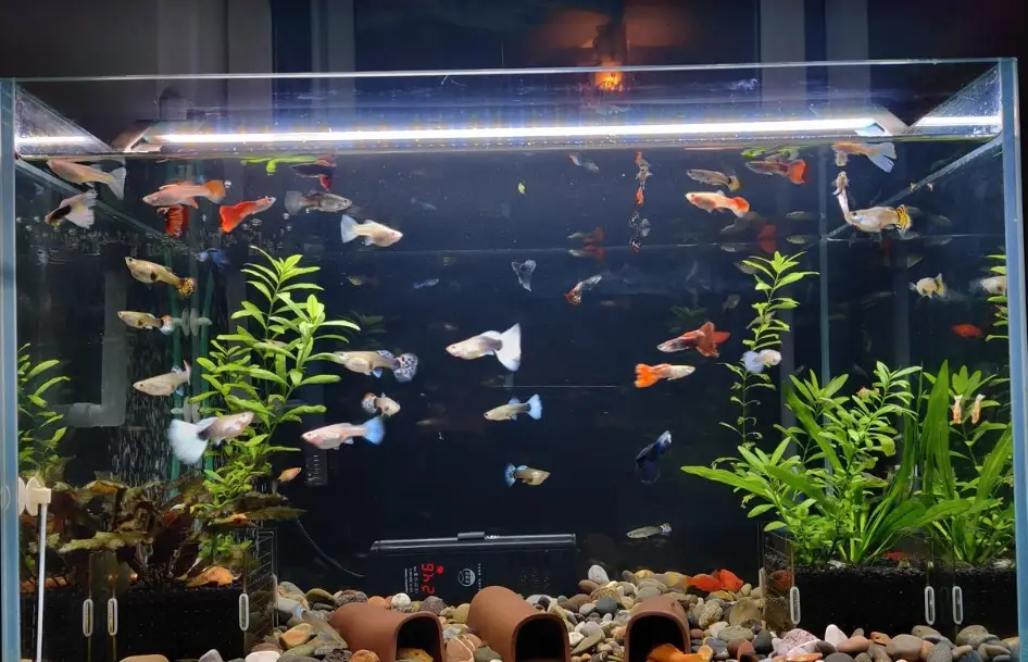 大肚魚繁殖