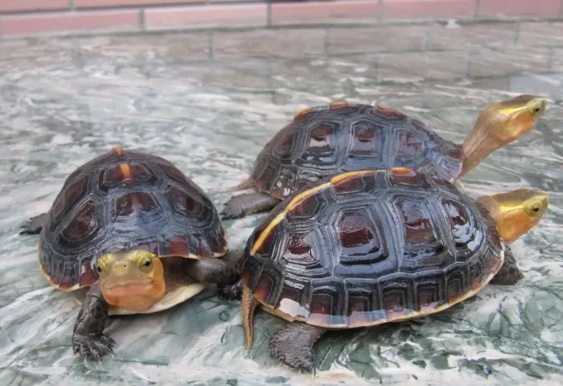 迷你龜飼養 迷你龜飼養