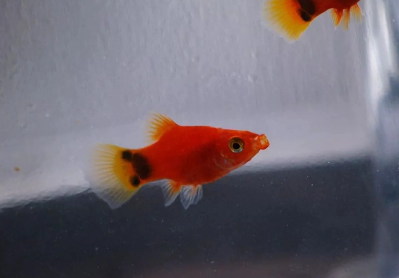 米老鼠魚飼養 米老鼠魚飼養