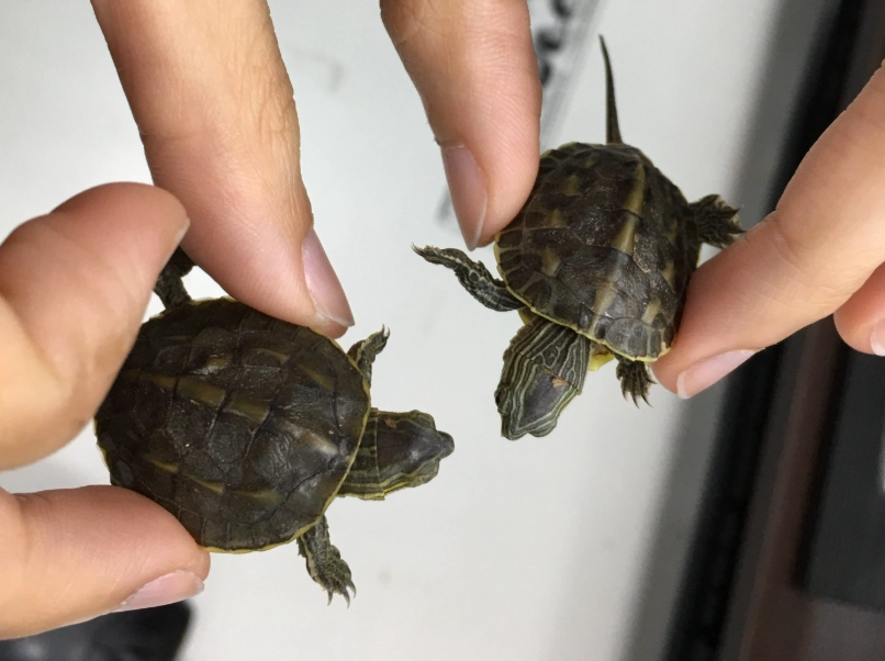 烏龜飼養 烏龜飼養