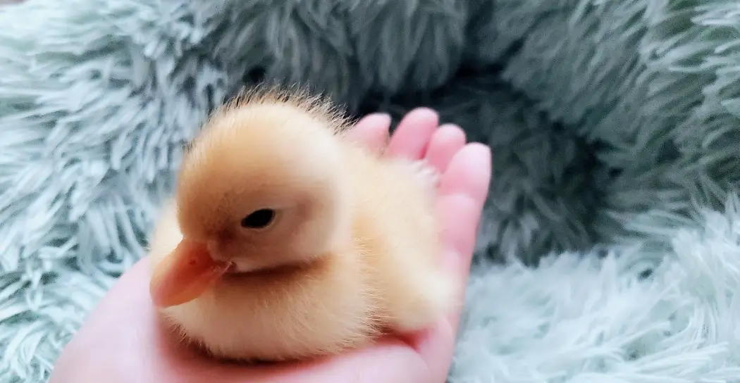 寵物鴨飼養 寵物鴨飼養