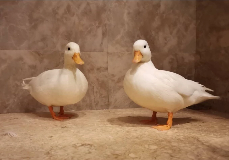寵物鴨飼養 寵物鴨飼養