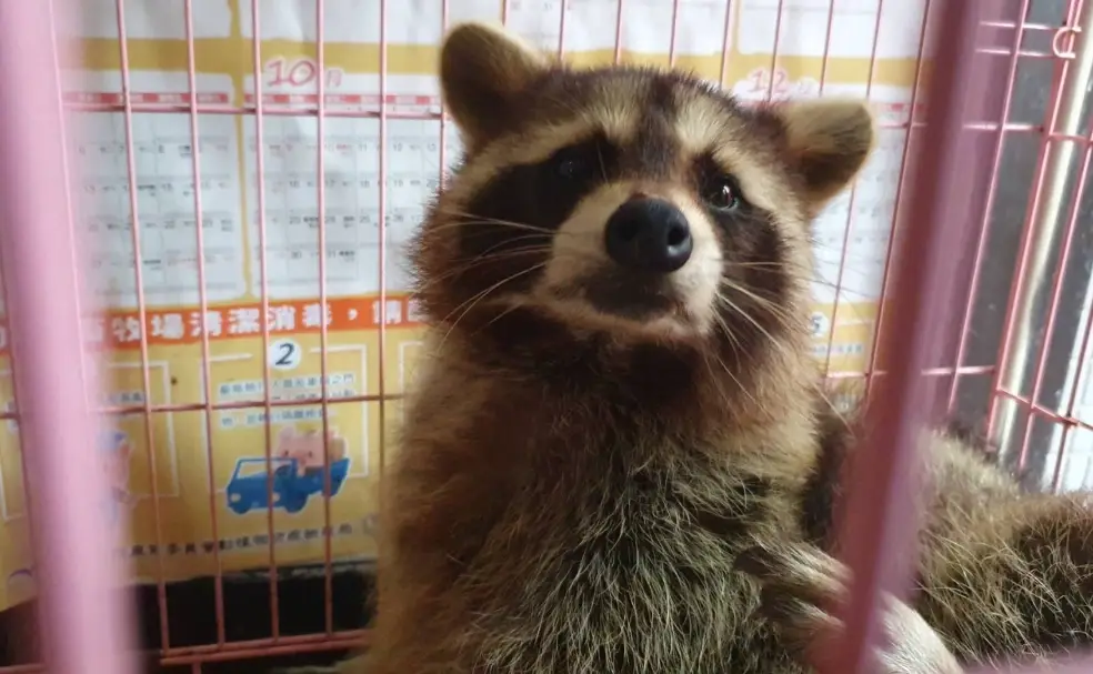 台灣養浣熊：飼養前必懂的10個關鍵真相