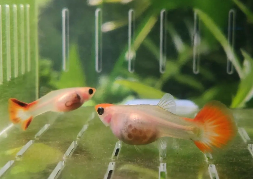 孔雀魚養法