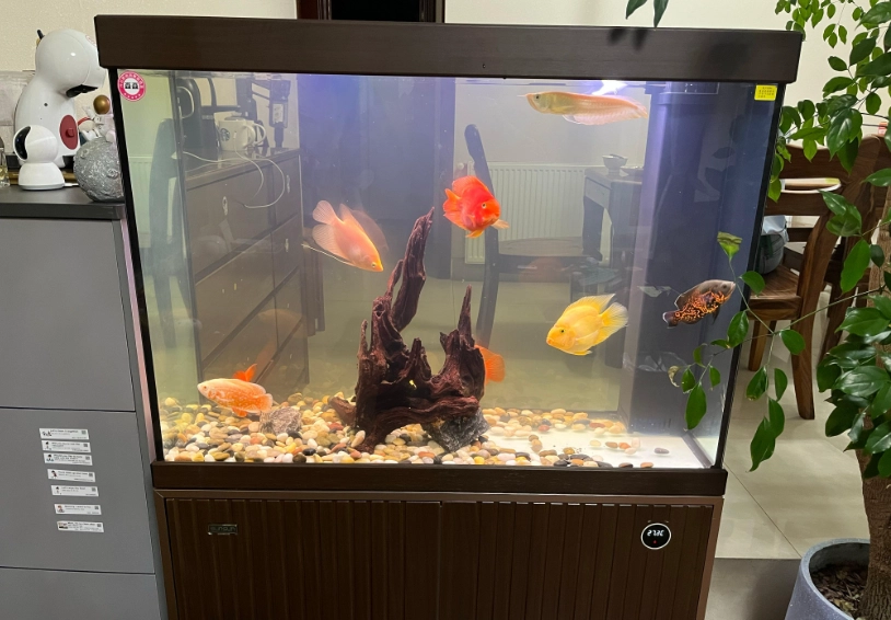 辦公室魚缸