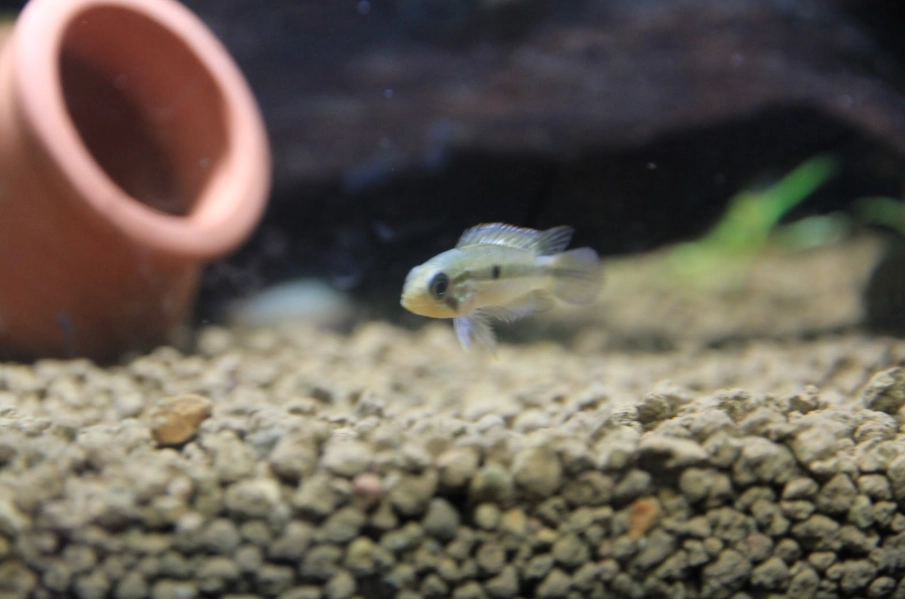 短鯛繁殖