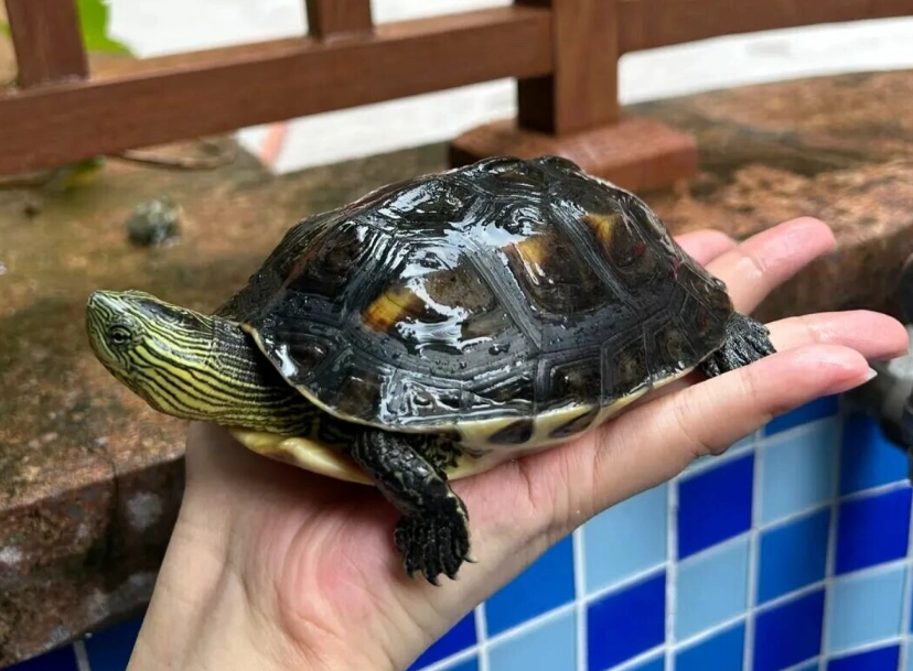 迷你龜飼養 迷你龜飼養