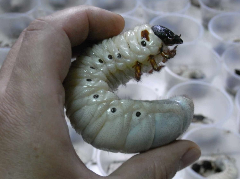 獨角仙吃什麼 獨角仙吃什麼