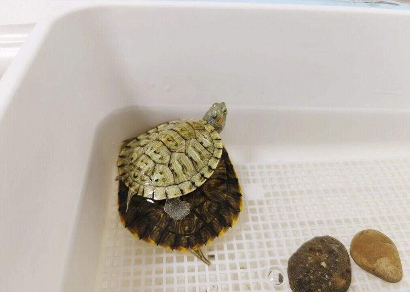 烏龜飼養 烏龜飼養