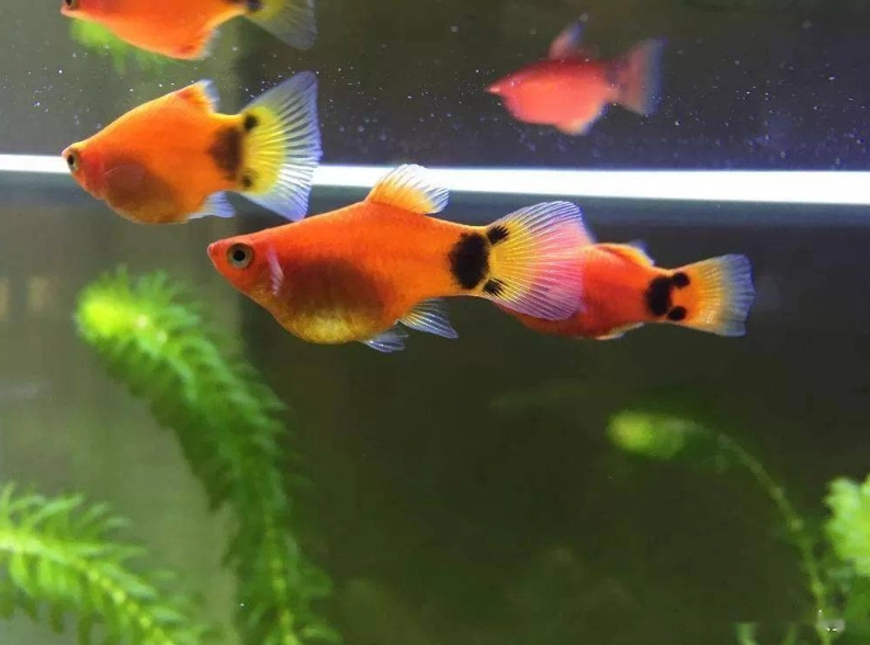 銀板魚 銀板魚