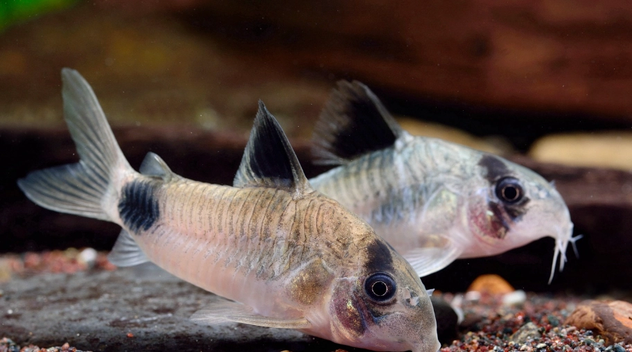米老鼠魚飼養 米老鼠魚飼養