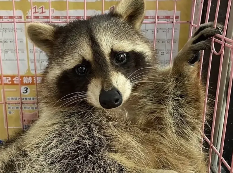 浣熊飼養 浣熊飼養