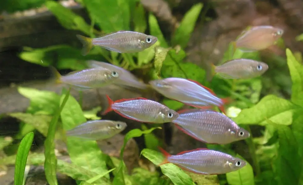 大肚魚繁殖