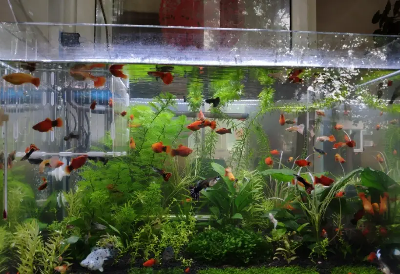 辦公室風水魚
