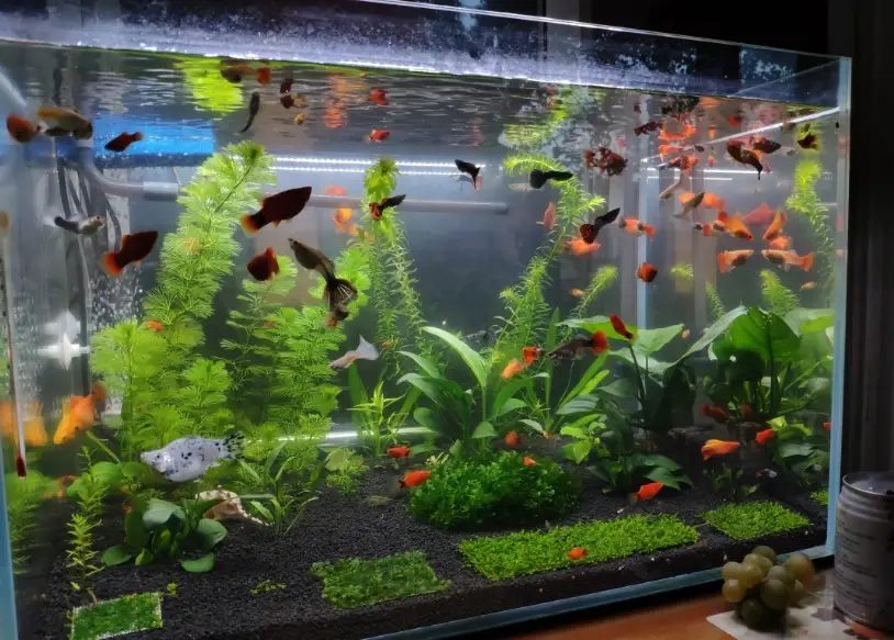 孔雀魚養法
