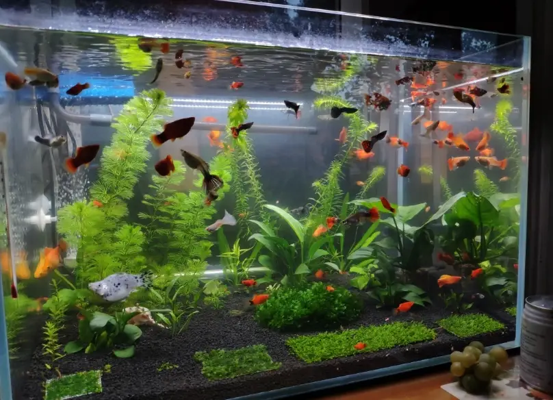辦公室魚缸